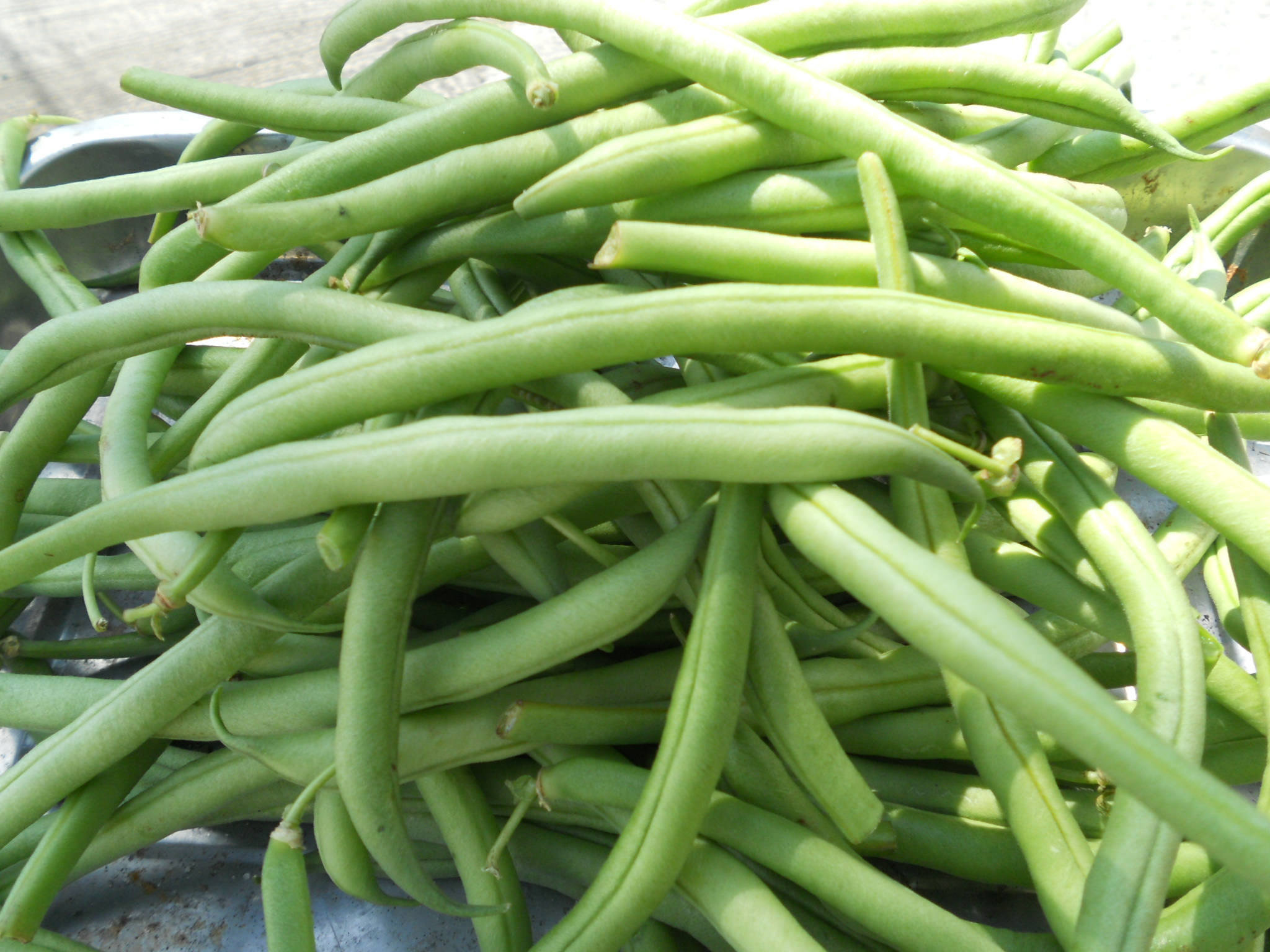 HARICOT VERT BIO